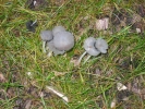 PICTURES/Effigy Mounds National Monument/t_Mushrooms - Grey3.JPG